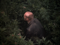 STALKER 05