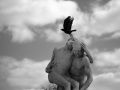 the crow