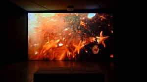 Paravel   Castaing Taylor  Eye Filmmuseum  2024   c  Studio Hans Wilschut  3 
