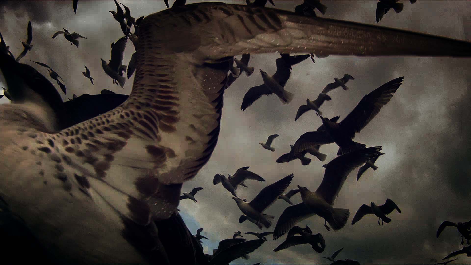 still_Leviathan_VÇrÇna_Paravel_Lucien_Castaing-Taylor_VS_2012.jpg
