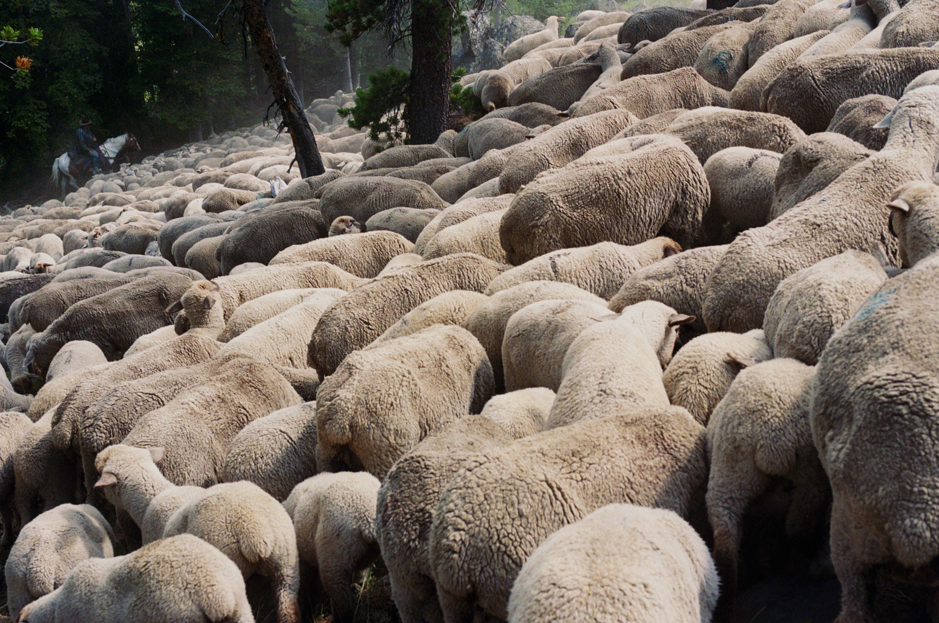 still_Sheep-Rushes-Lucien-Castaing-Taylor-VS-2009-2.jpg